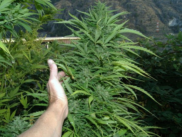 An image of Fruity Crystal Kush