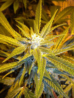 An image of Jet 47