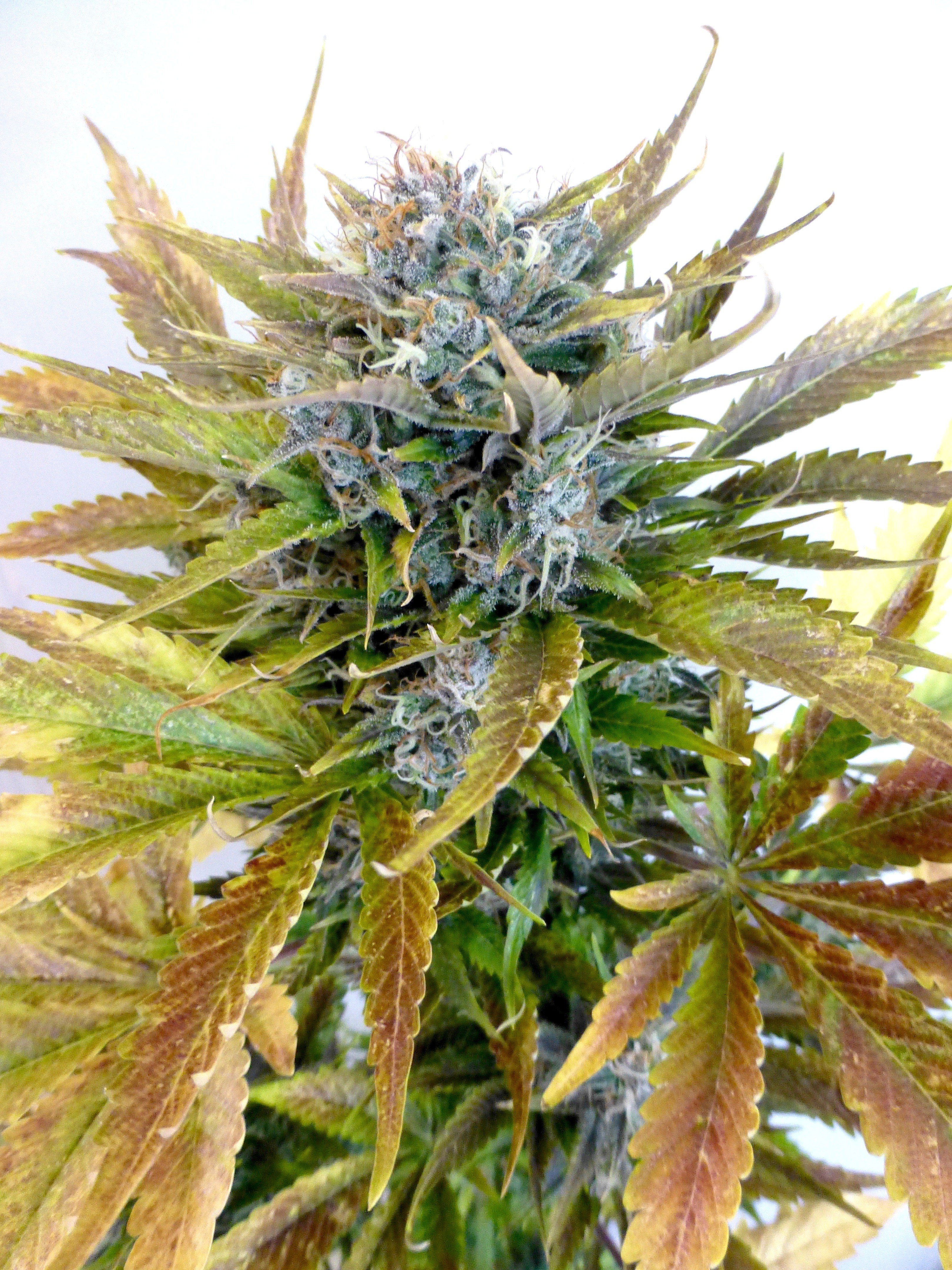 An image of Super Blueberry Haze