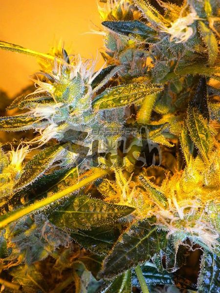 An image of Super Green Crack