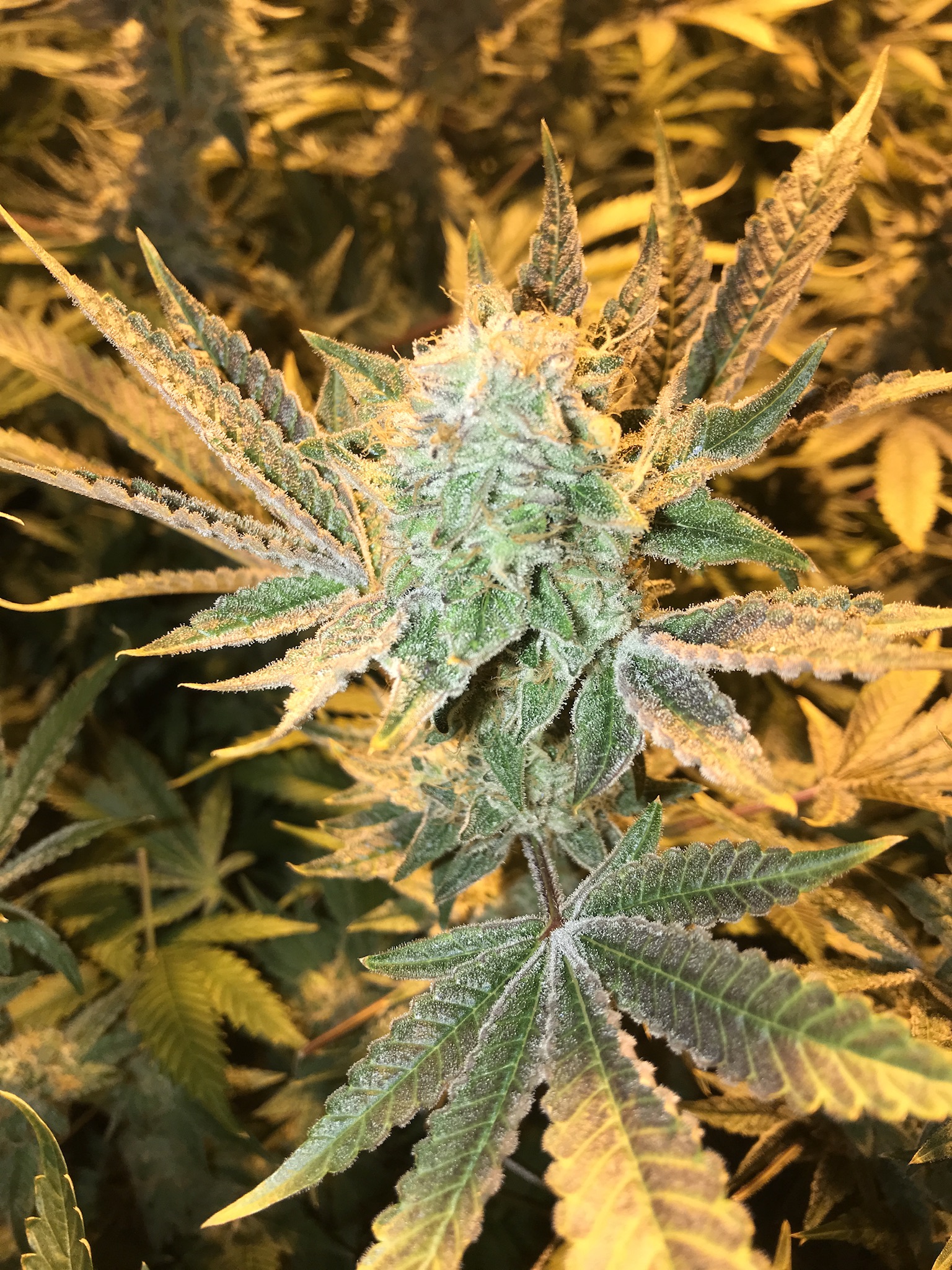 An image of Blue Alien Cake