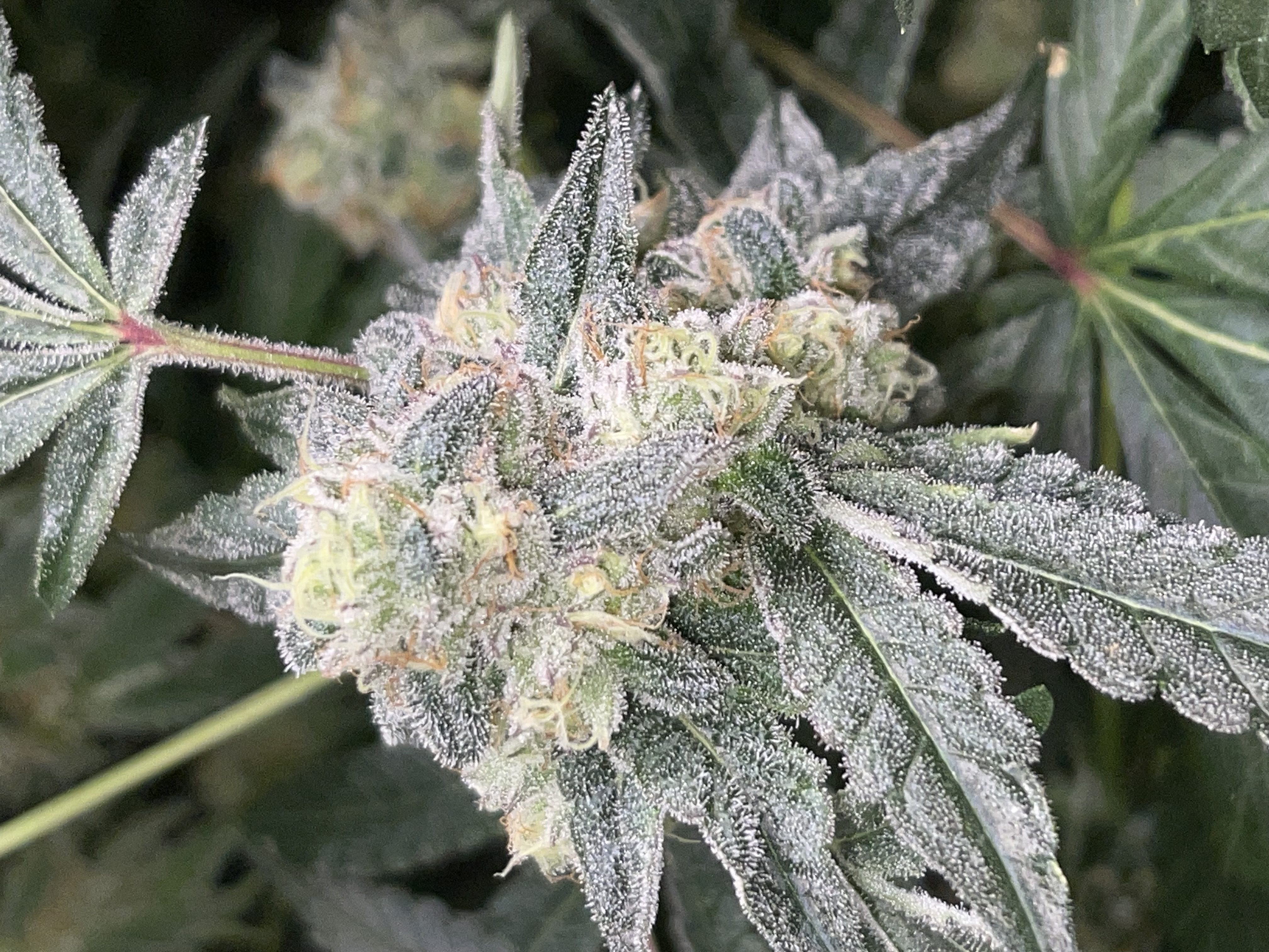 An image of Blue Alien Cake S1