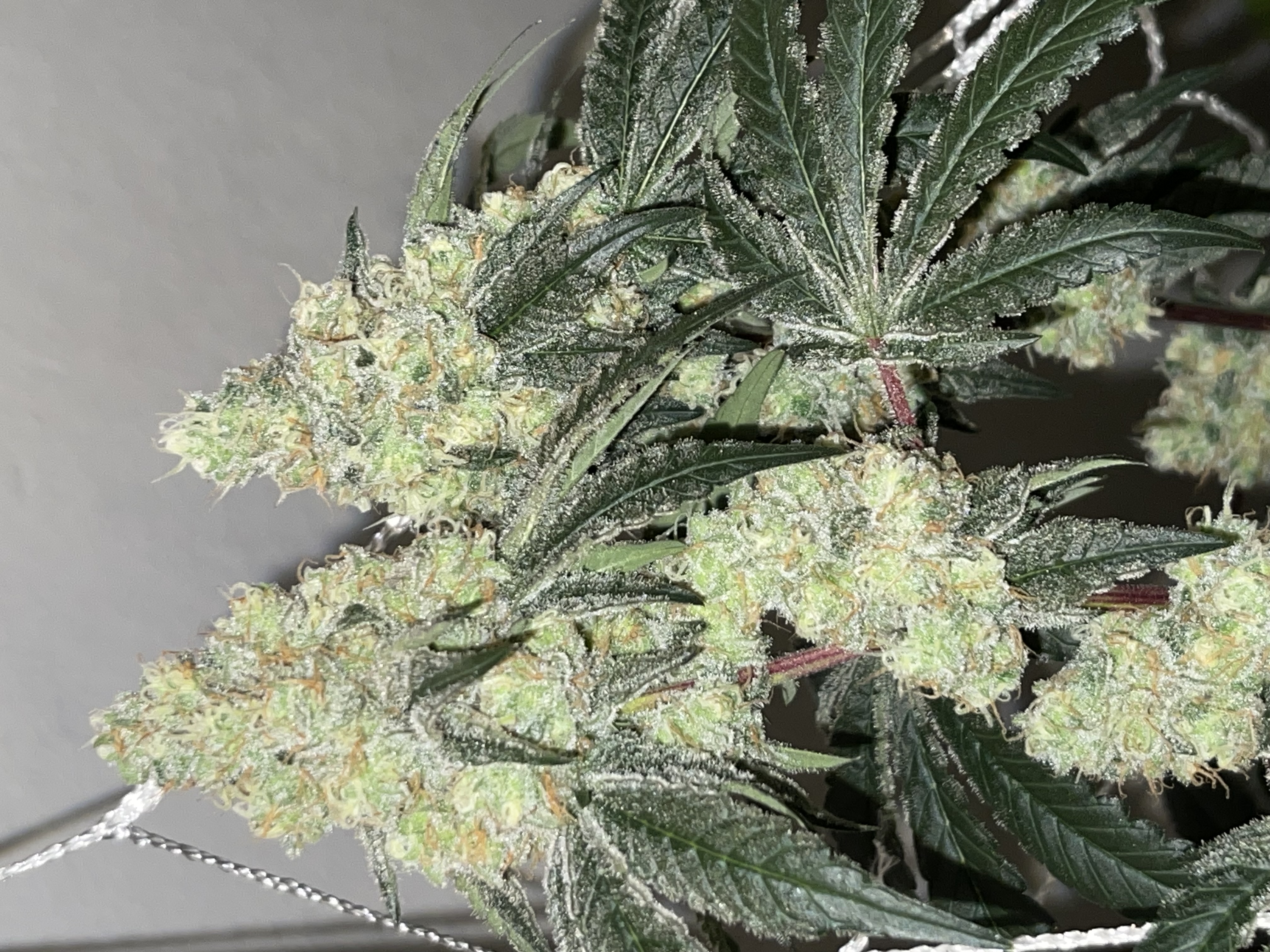 An image of Kush Crashers
