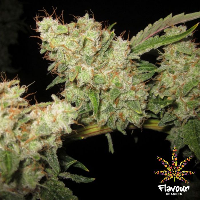 An image of Alien Glue