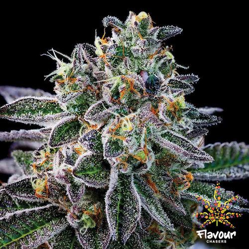 An image of Gelato #33