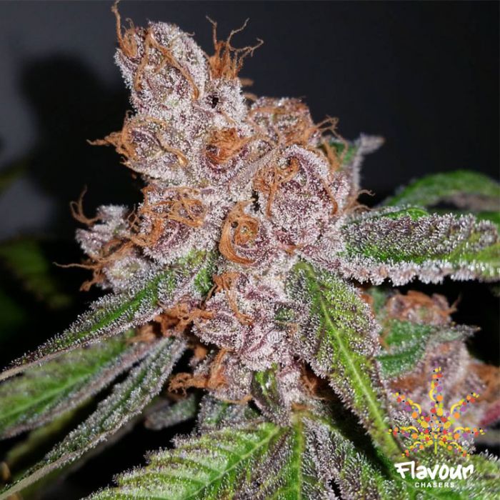 An image of Purple Urkle