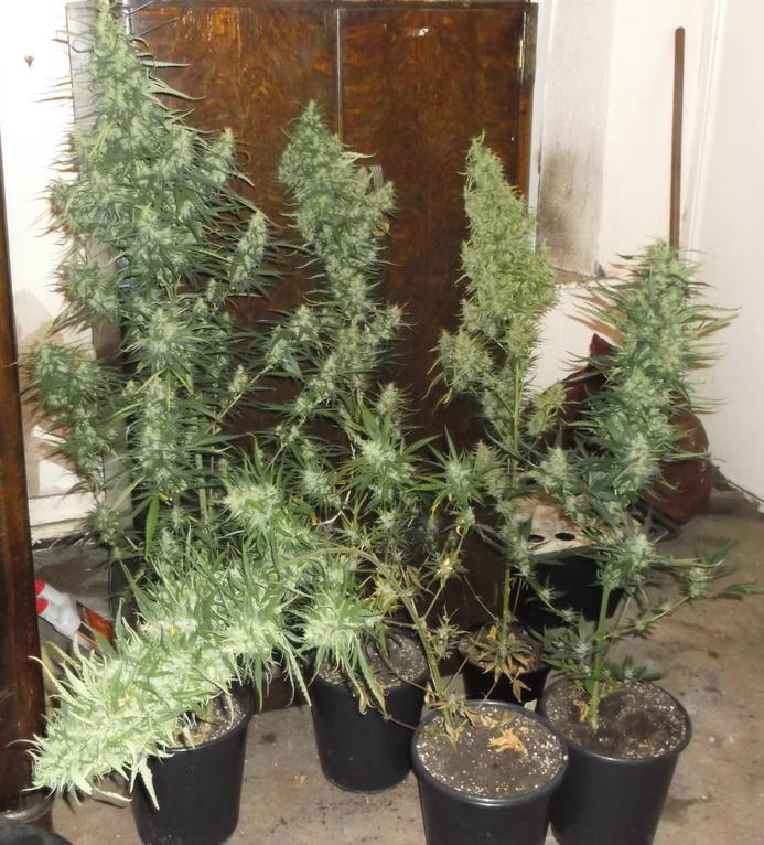 An image of Durban-Thai Highflyer