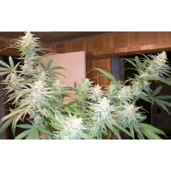 An image of Cinderella 99