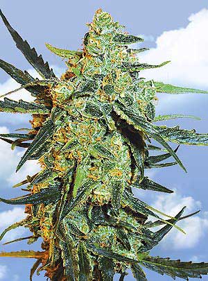 An image of Blueberry Skunk