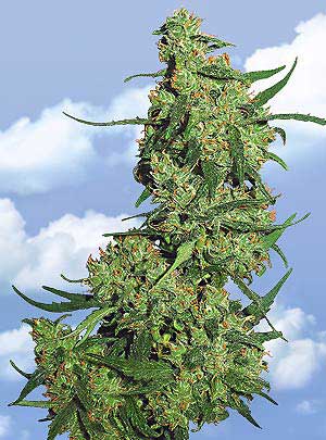 An image of Nepal Kush