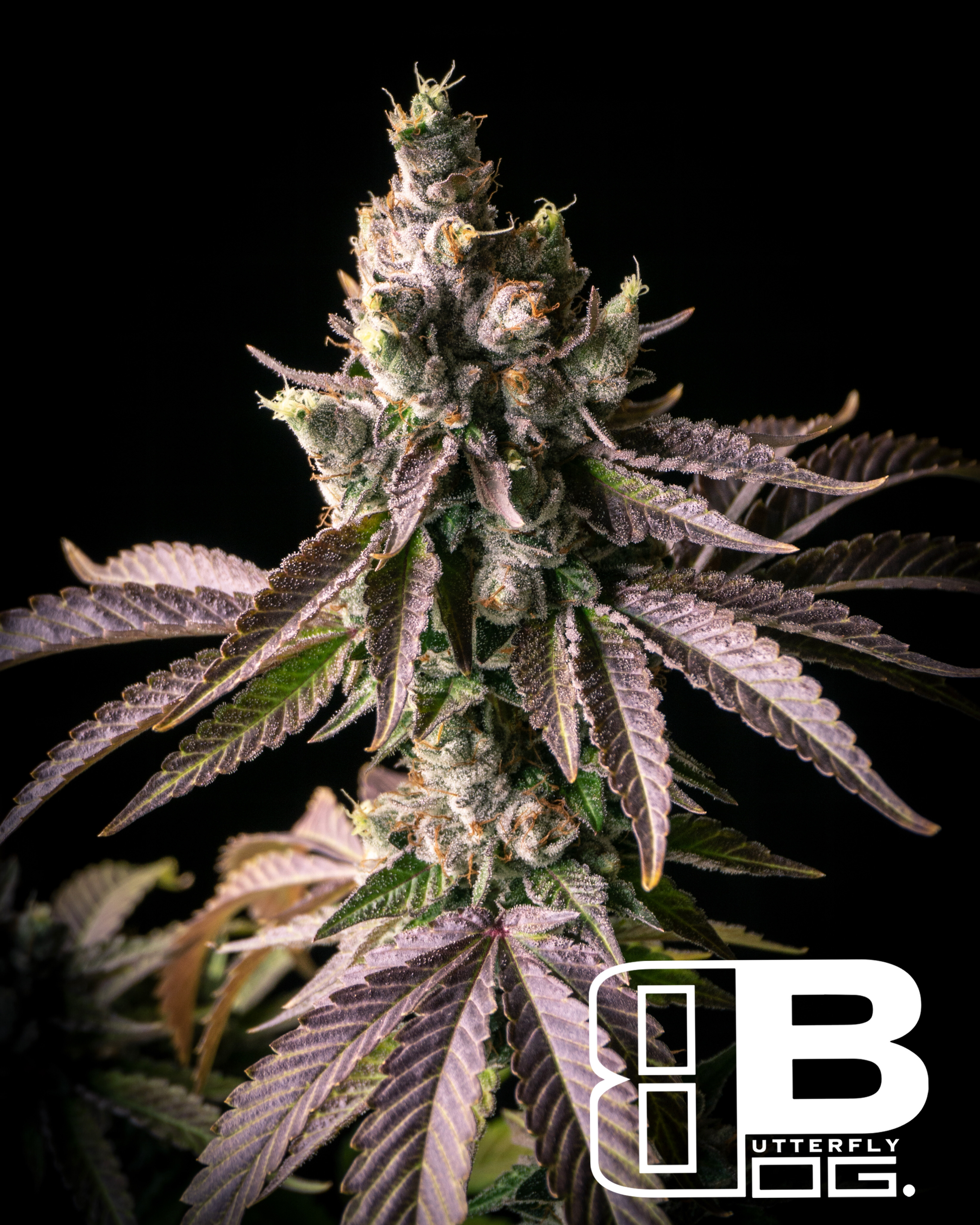 An image of Butterfly OG