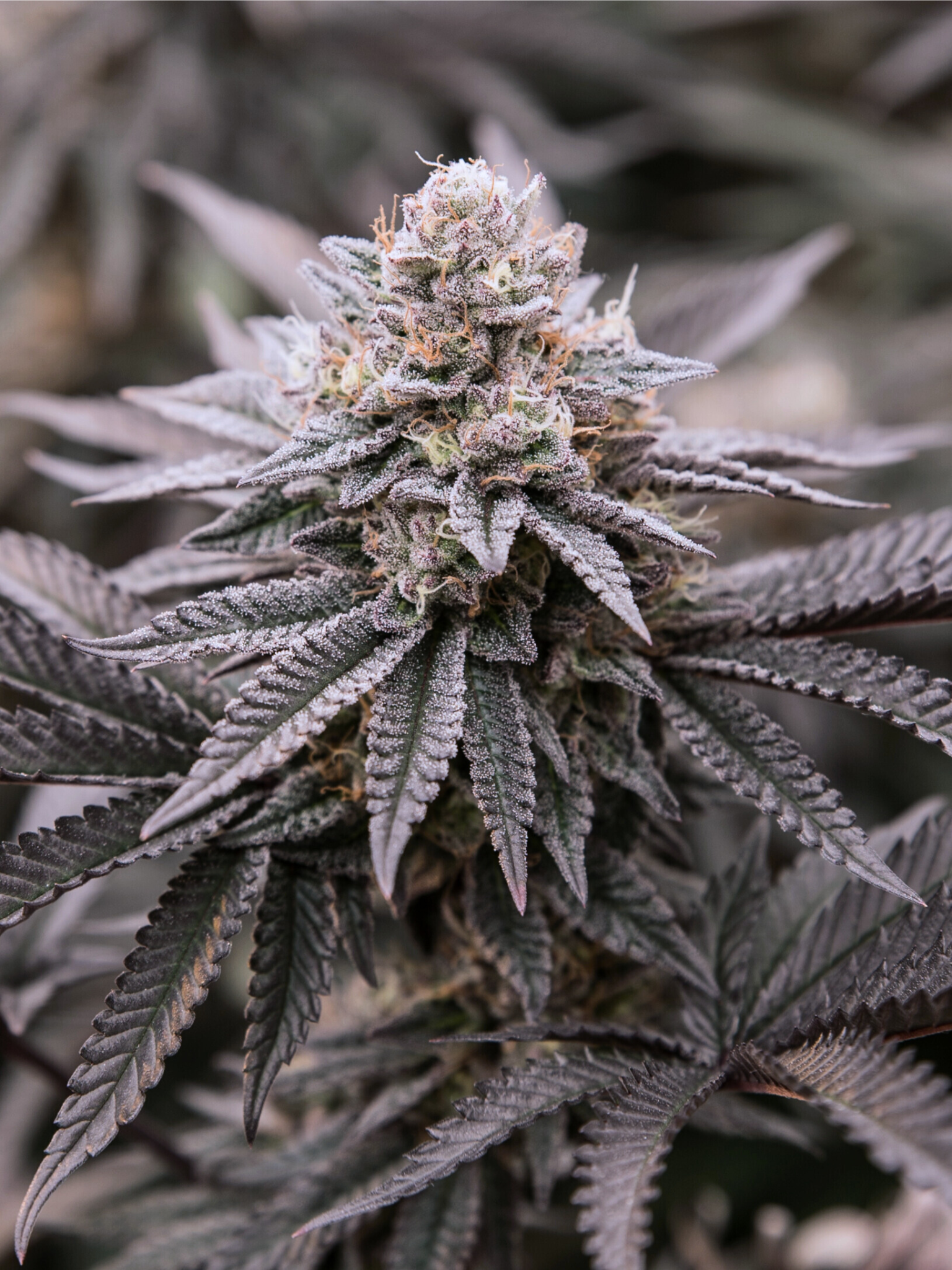 Tropi Lemon Z (Flying Genetics) :: Cannabis Strain Info