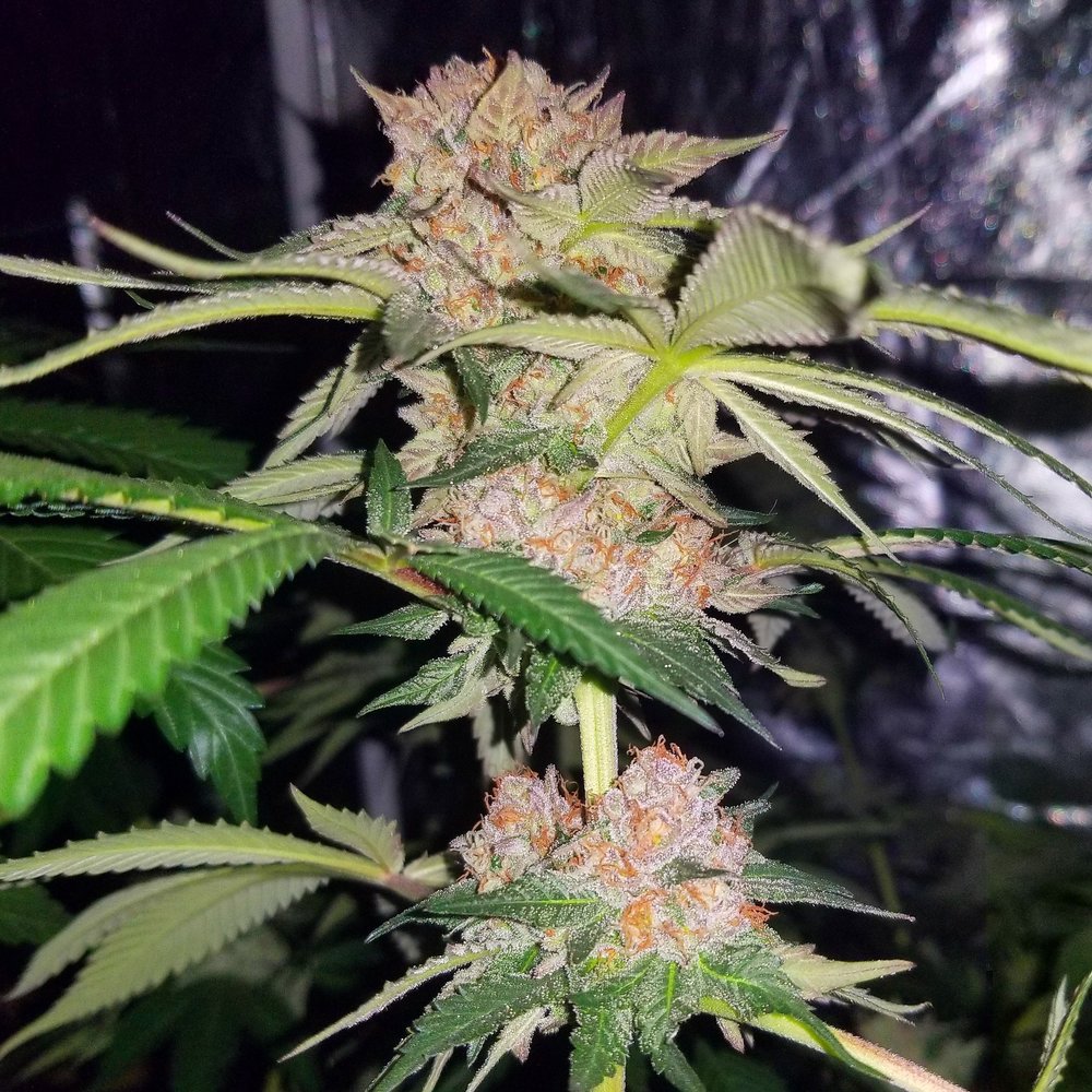 Mimosa⭐︎ Mimosa Regular - Premium Cannabis Seeds: Official strains