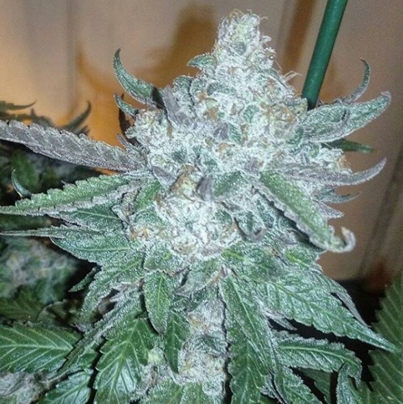 An image of Orange Sherbet Gorilla Cookies