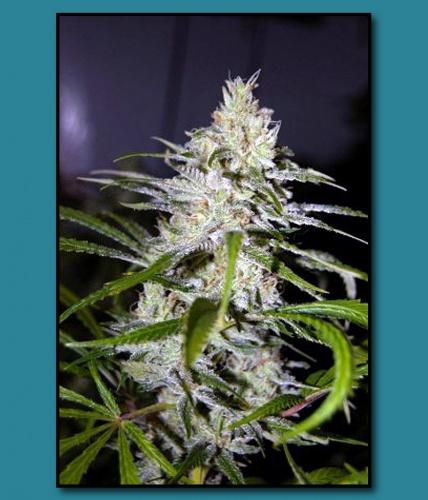 An image of Amnesia