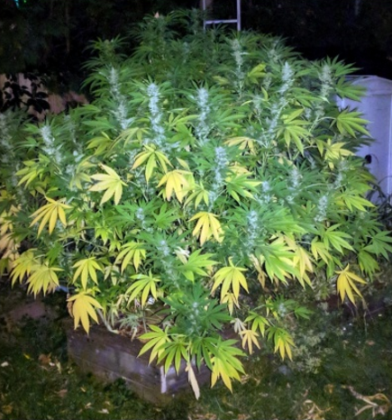 An image of Fast Tangerine Haze