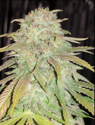 An image of Grand Daddy's Tangerine