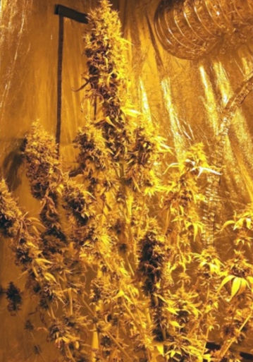 An image of McGreen Bx