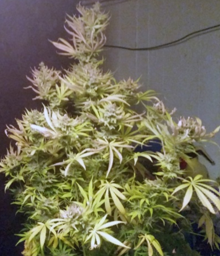 An image of Uruzghani x Jack's Cookie