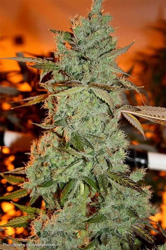 An image of Strawberry Diesel