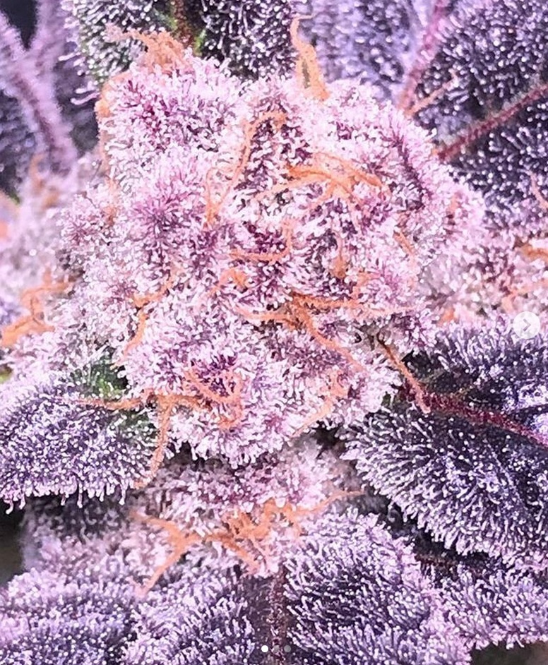 An image of Frozen Alien