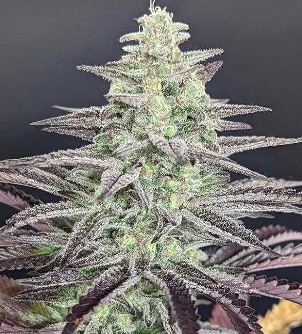 An image of Black and Blueberry