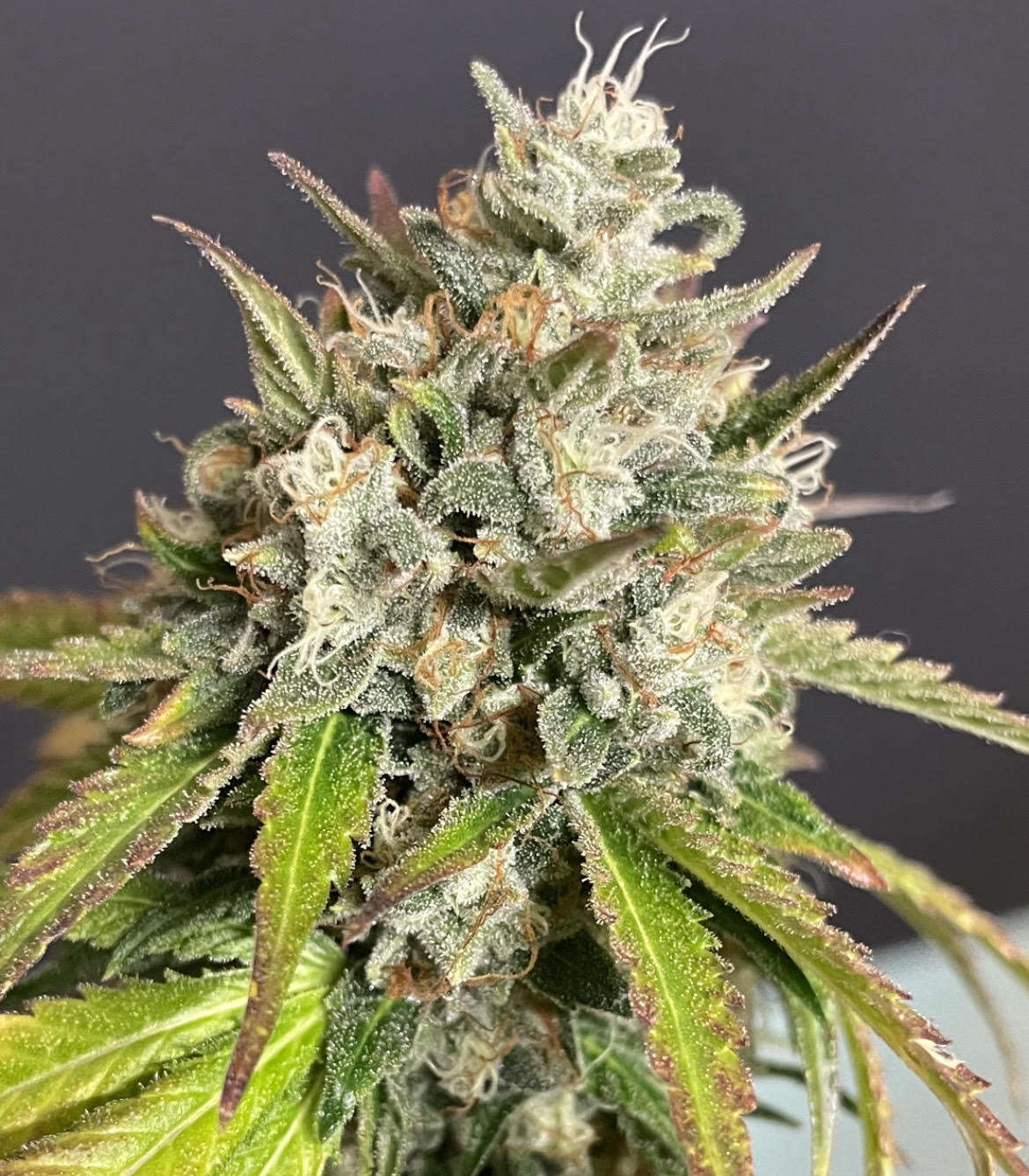An image of Cherry Cool-Aid