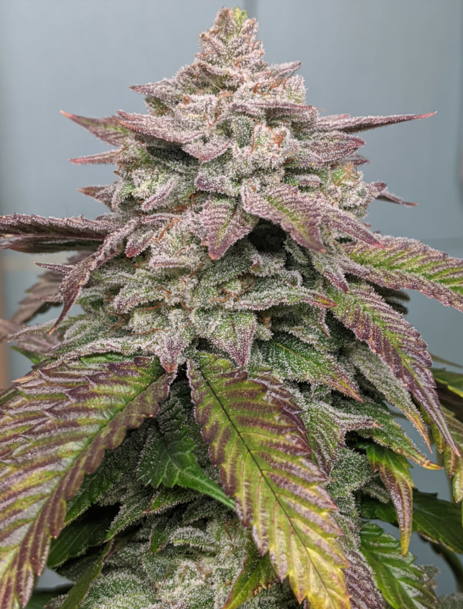 An image of Gorilla Hammer