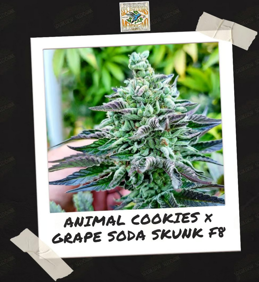 An image of Animal Cookies x Grape Soda Skunk F8
