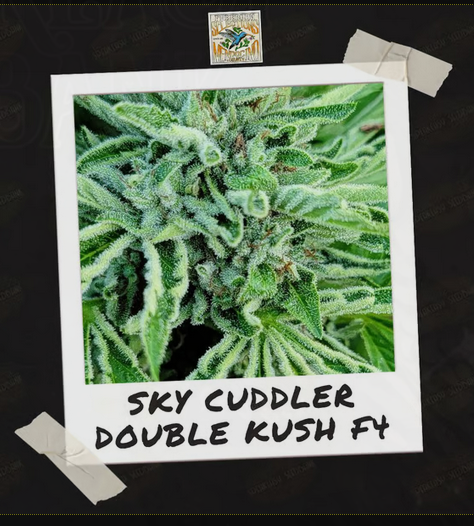 An image of SkyCuddler Double Kush