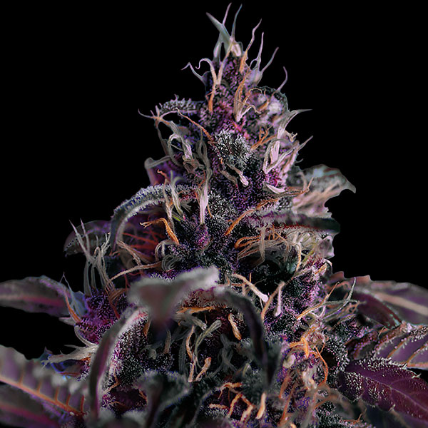 An image of Midnight Express Auto