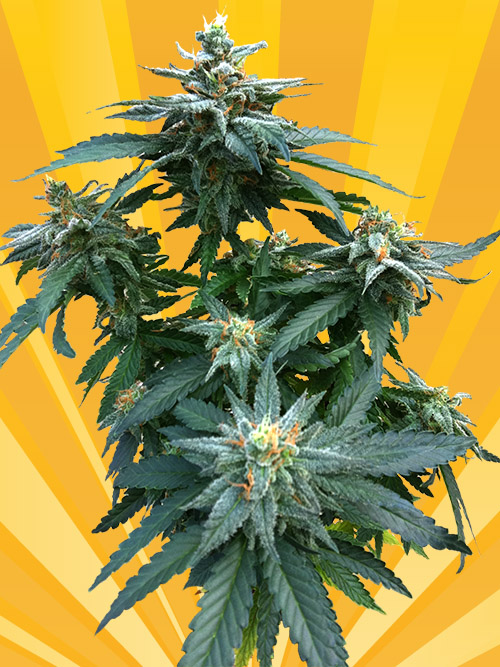 An image of Doctor Kush