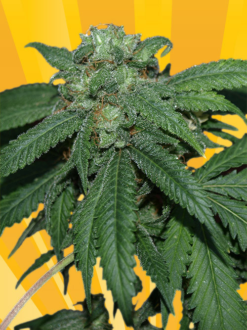 An image of Hash Lover