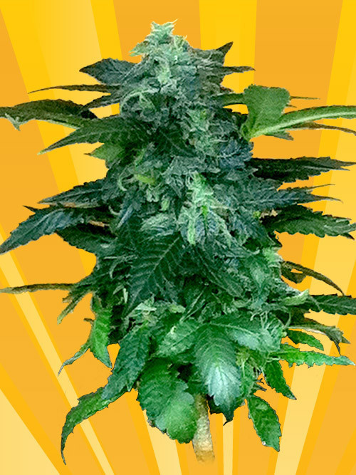 An image of Pixie Punch