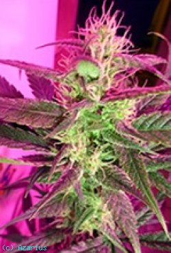 An image of Irie