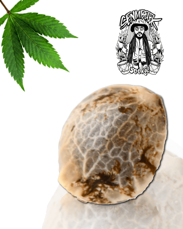 An image of Senmbelek Cookie