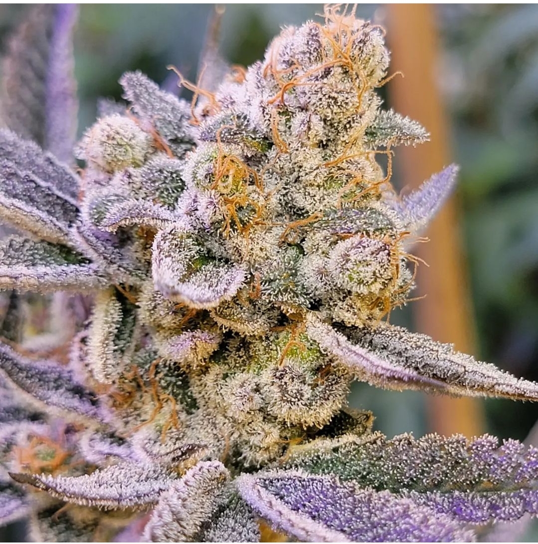 An image of Gorilla Butter V2