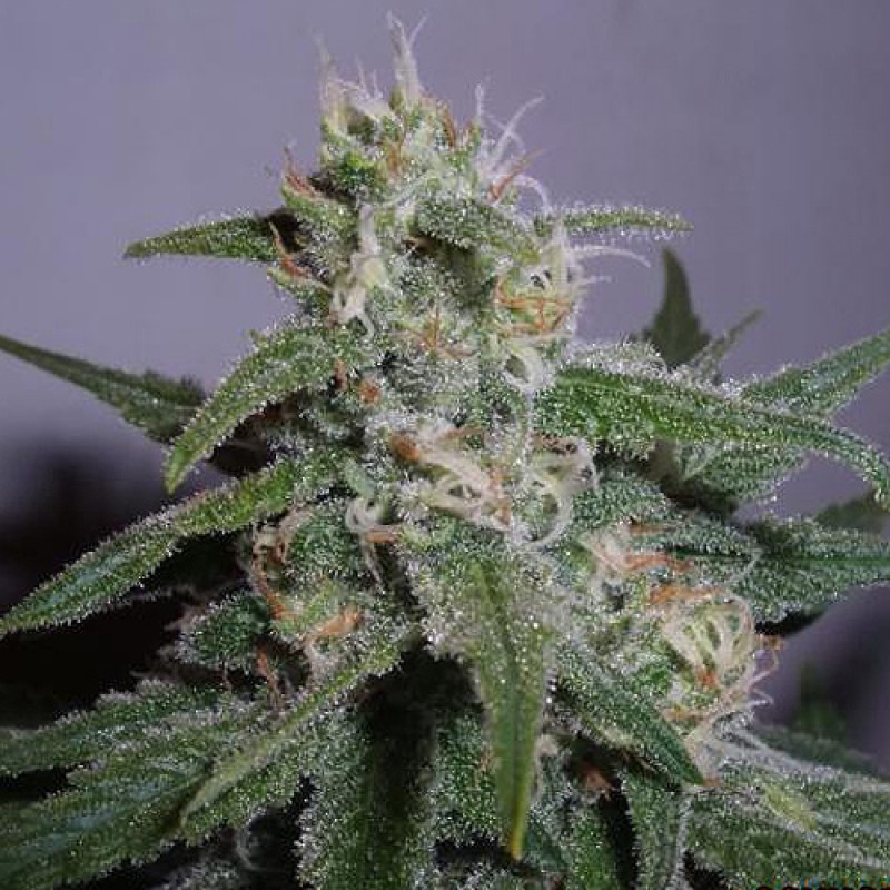 An image of C99 F4 Pineapple Pheno