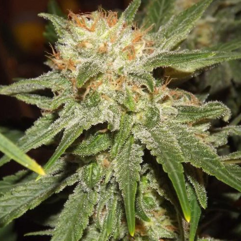 An image of Spicy Cinderella 99