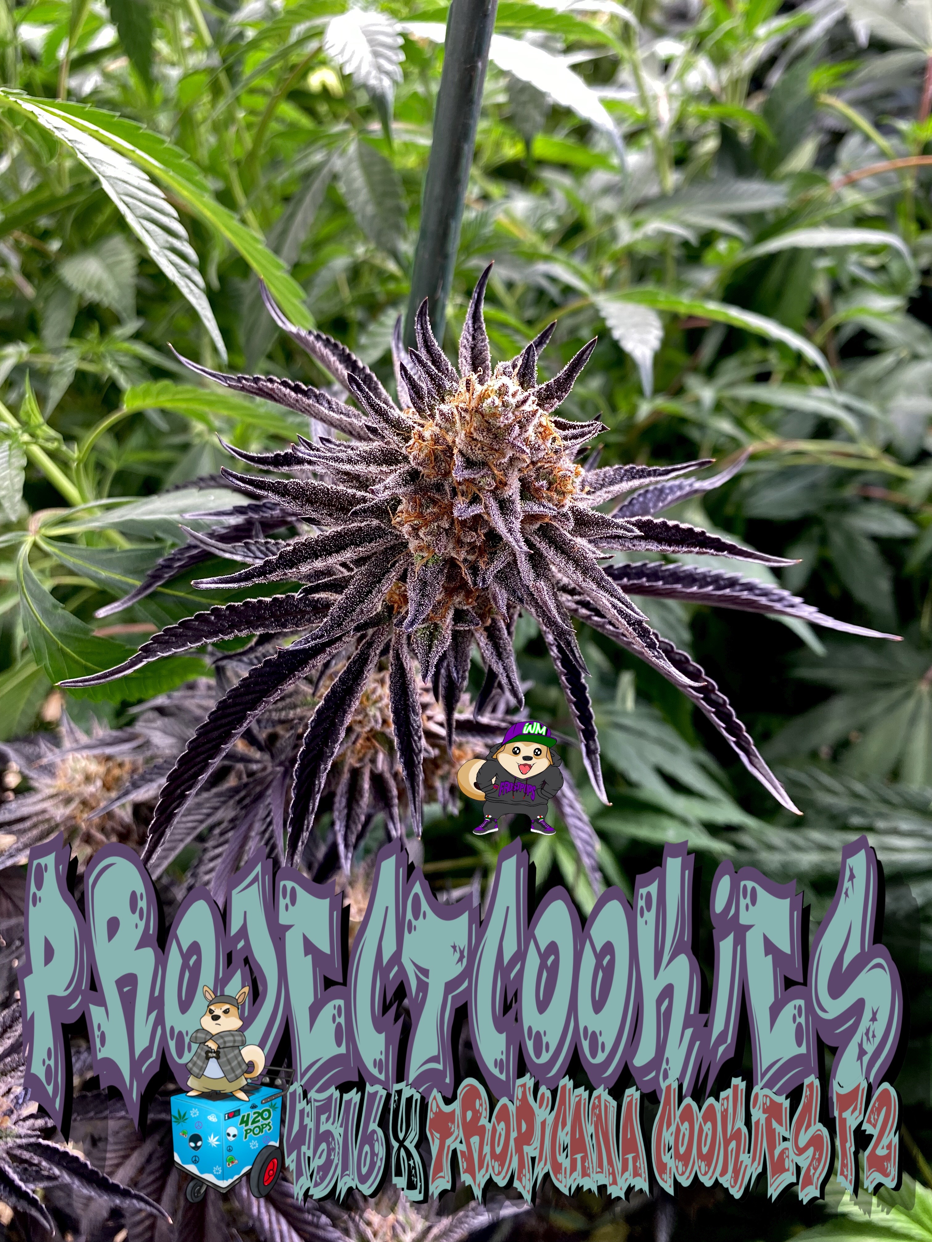 An image of Project Cookies