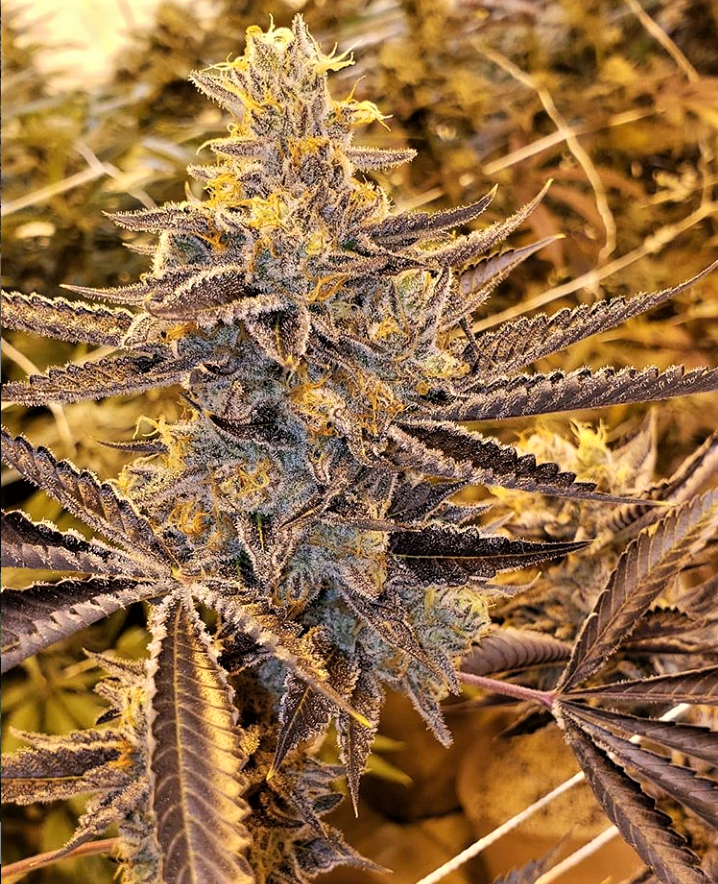 An image of Bitter Sweetz