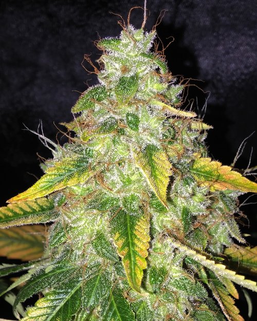 An image of Cherry Heaven