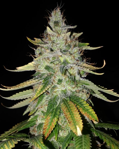 An image of Orange Heaven Glue