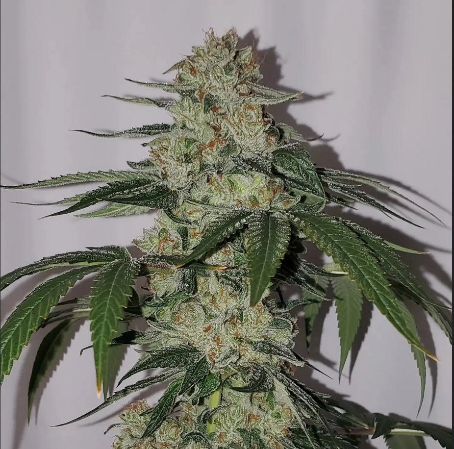 An image of Butter Fat OG