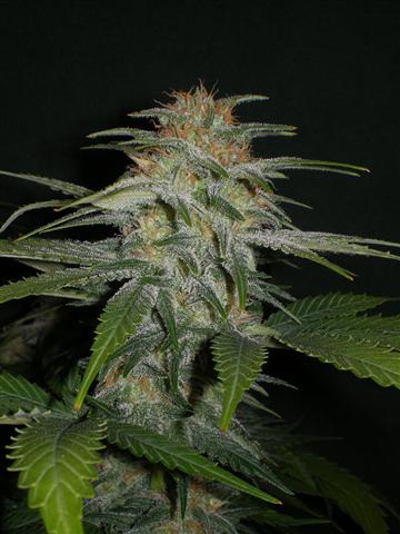 An image of Lemonberry