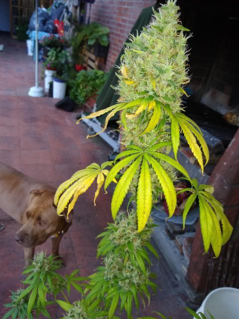 An image of Pomelo Haze