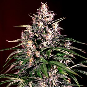 An image of Auto Dosi