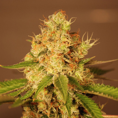 An image of Diesel Auto