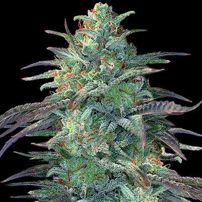 An image of Eggnog OG