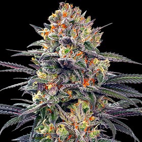An image of Jealous Mary Auto